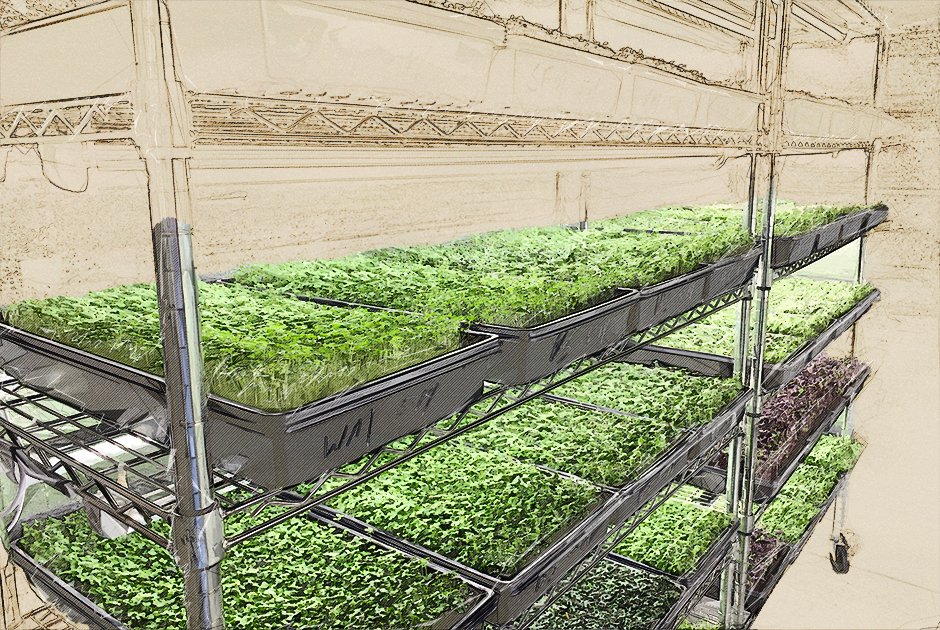 Vertical Microgreen Farm